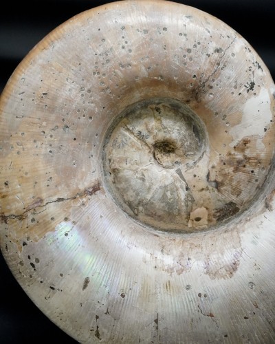 Lytoceras sp. - Cretaceo