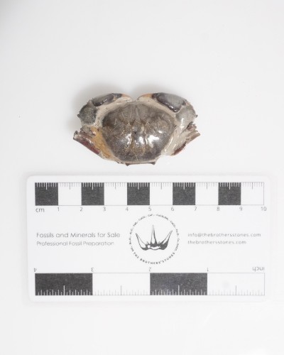 Fossil Crab - Galene obscura - Pleistocene