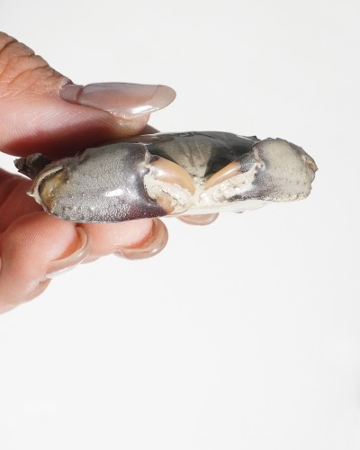 Fossil Crab - Galene obscura - Pleistocene