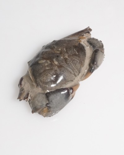Fossil Crab - Galene obscura - Pleistocene