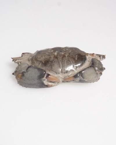 Fossil Crab - Galene obscura - Pleistocene