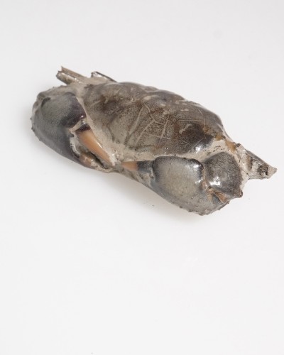 Fossil Crab - Galene obscura - Pleistocene