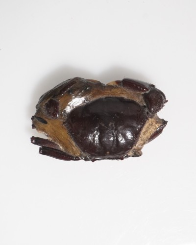 Fossil Crab from Thailand - Galene obscura - Pleistocene