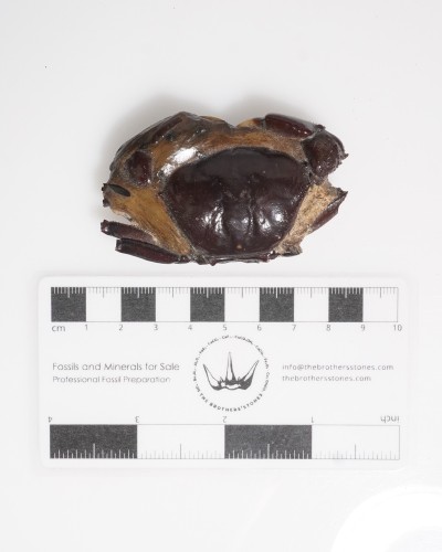 Fossil Crab from Thailand - Galene obscura - Pleistocene