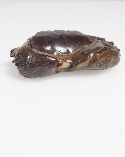 Fossil Crab from Thailand - Galene obscura - Pleistocene