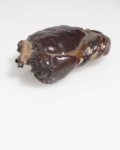 Fossil Crab from Thailand - Galene obscura - Pleistocene