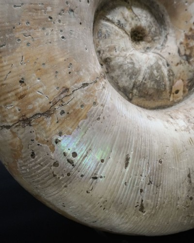 Lytoceras sp. - Cretaceo