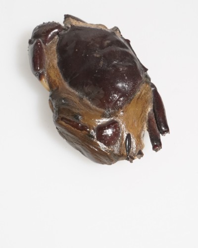 Fossil Crab from Thailand - Galene obscura - Pleistocene