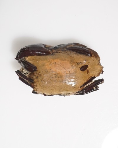Fossil Crab from Thailand - Galene obscura - Pleistocene