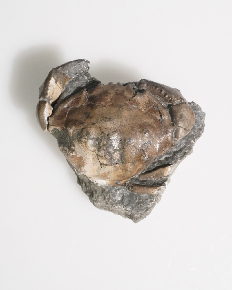 Fossil Crab on Matrix - Zanthopsis sp. - Eocene - Spain