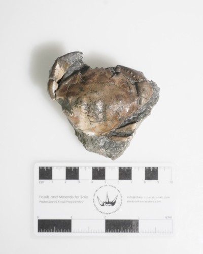 Fossil Crab on Matrix - Zanthopsis sp. - Eocene - Spain