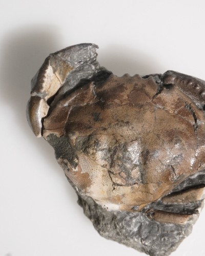 Fossil Crab on Matrix - Zanthopsis sp. - Eocene - Spain