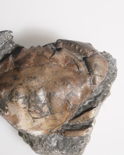 Fossil Crab on Matrix - Zanthopsis sp. - Eocene - Spain