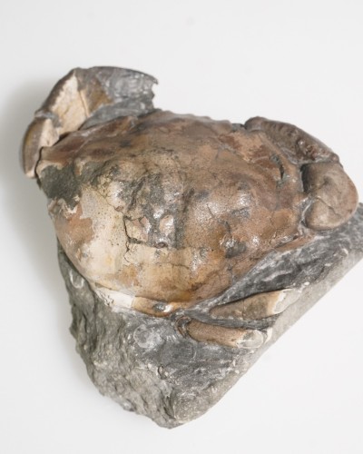 Fossil Crab on Matrix - Zanthopsis sp. - Eocene - Spain
