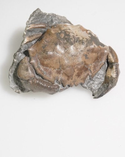 Fossil Crab on Matrix - Zanthopsis sp. - Eocene - Spain
