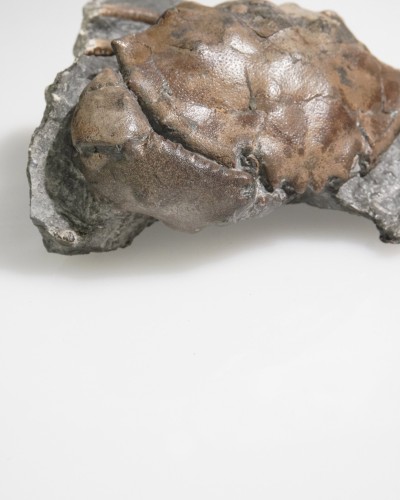 Fossile di granchio su matrice - Zanthopsis sp. - Eocene - Spagna