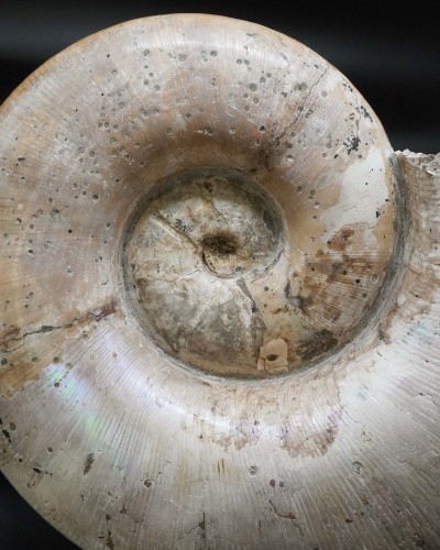 Lytoceras sp. - Cretaceo