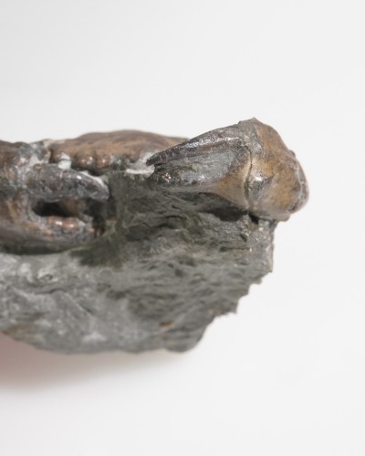 Fossil Crab on Matrix - Zanthopsis sp. - Eocene - Spain