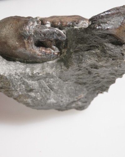 Fossil Crab on Matrix - Zanthopsis sp. - Eocene - Spain