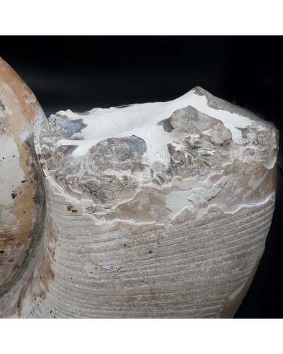 Lytoceras sp. - Cretaceo