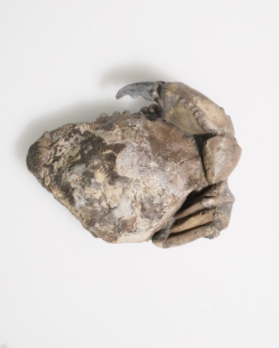 Fossil Crab - Zanthopsis sp. - Eocene - Spain