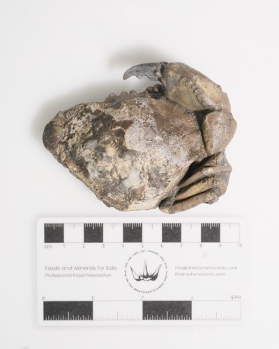 Fossile di granchio - Zanthopsis sp. - Eocene - Spagna