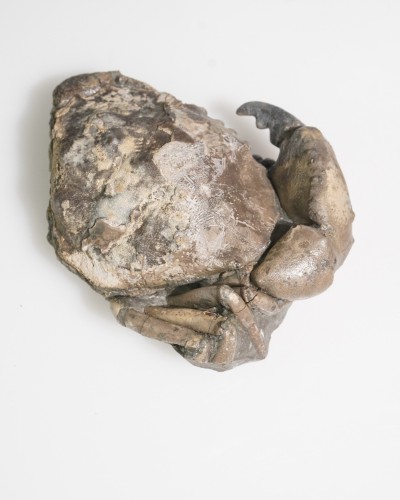 Fossile di granchio - Zanthopsis sp. - Eocene - Spagna
