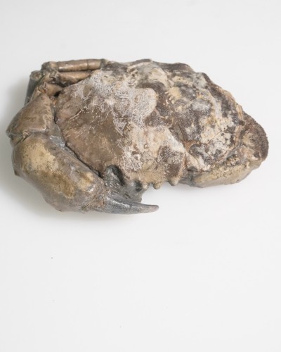 Fossile di granchio - Zanthopsis sp. - Eocene - Spagna
