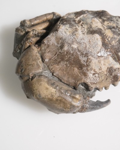 Fossile di granchio - Zanthopsis sp. - Eocene - Spagna