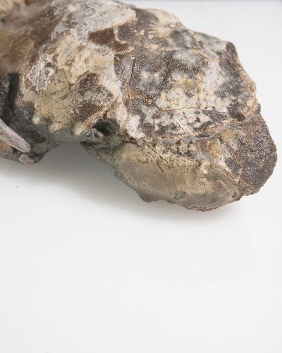 Fossile di granchio - Zanthopsis sp. - Eocene - Spagna