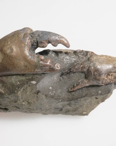 Fossile di granchio - Zanthopsis sp. - Eocene - Spagna