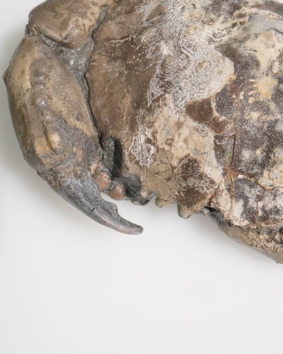 Fossile di granchio - Zanthopsis sp. - Eocene - Spagna