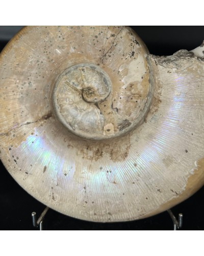 Lytoceras sp. - Cretaceo
