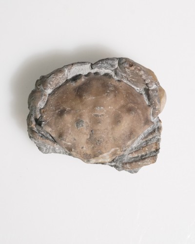 Fossil Crab - Zanthopsis sp. - Eocene - Spain