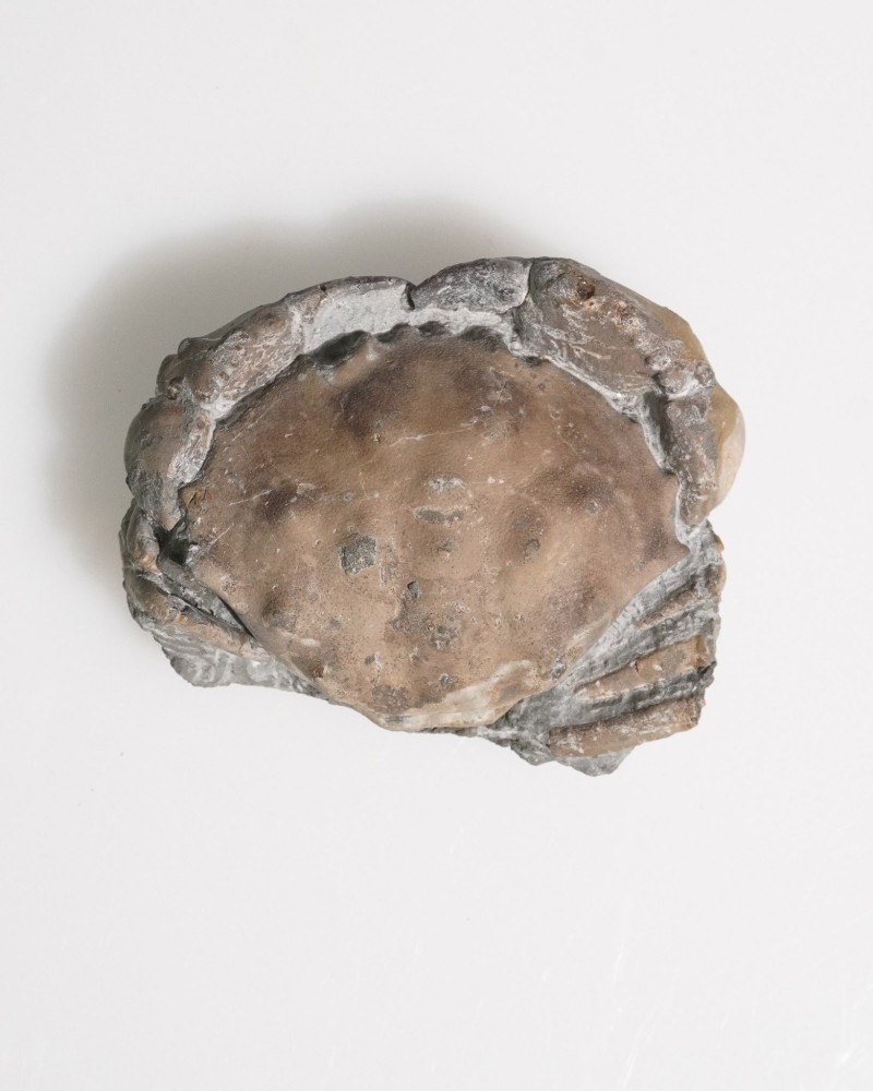Fossil Crab - Zanthopsis sp. - Eocene - Spain