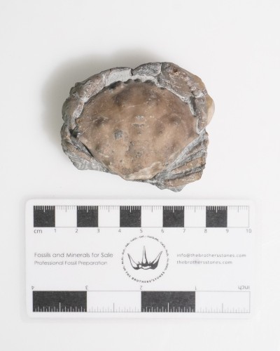 Fossil Crab - Zanthopsis sp. - Eocene - Spain