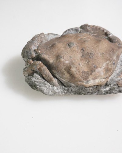 Fossil Crab - Zanthopsis sp. - Eocene - Spain