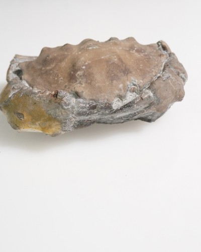 Fossil Crab - Zanthopsis sp. - Eocene - Spain