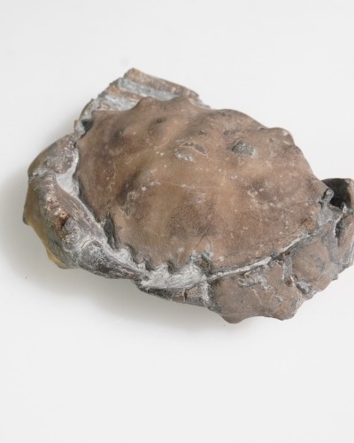 Fossil Crab - Zanthopsis sp. - Eocene - Spain