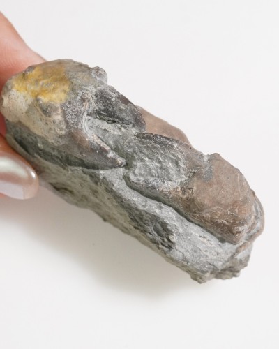 Fossil Crab - Zanthopsis sp. - Eocene - Spain