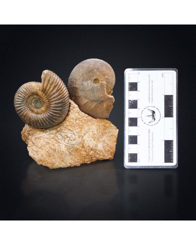 Parkinsonia parkinsoni - Jurassic