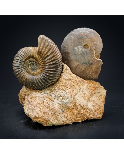Parkinsonia parkinsoni - Jurassic