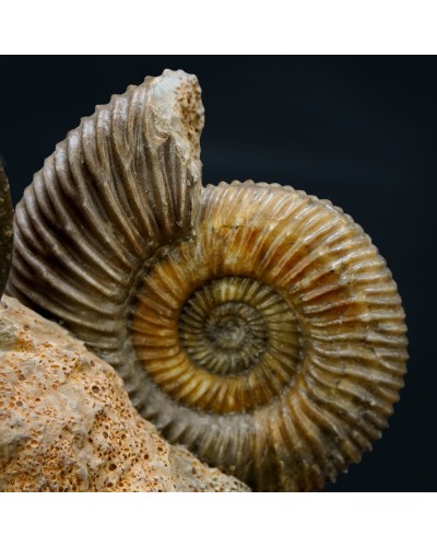 Parkinsonia sp. - Giurassico