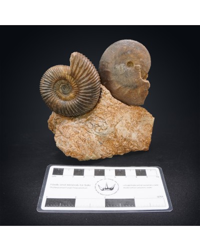 Parkinsonia parkinsoni - Jurassic
