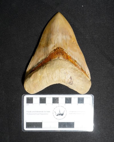 Dente fossile di squalo - Otodus megalodon - Miocene–Pliocene - Giava Occidentale, Indonesia