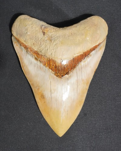 Dente fossile di squalo - Otodus megalodon - Miocene–Pliocene - Giava Occidentale, Indonesia