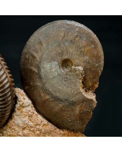 Parkinsonia sp. - Giurassico