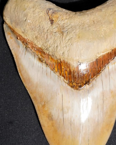 Dente fossile di squalo - Otodus megalodon - Miocene–Pliocene - Giava Occidentale, Indonesia