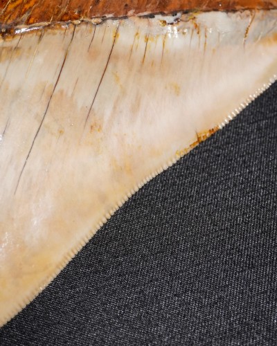 Dente fossile di squalo - Otodus megalodon - Miocene–Pliocene - Giava Occidentale, Indonesia