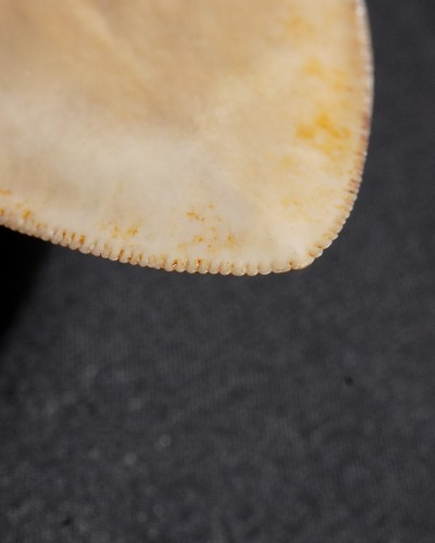 Dente fossile di squalo - Otodus megalodon - Miocene–Pliocene - Giava Occidentale, Indonesia